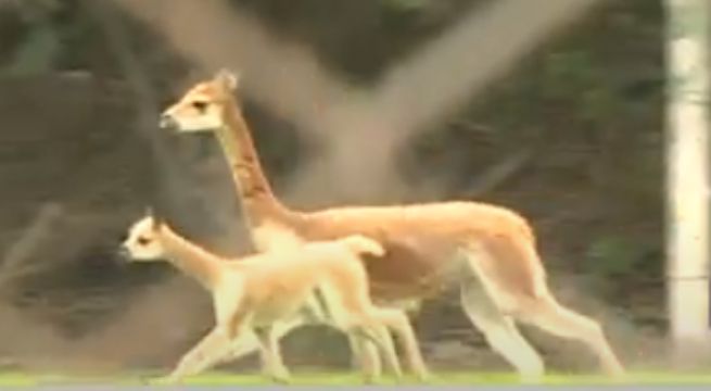 Vicuña nació durante la cuarentena en el Parque de las Leyendas [VIDEO]