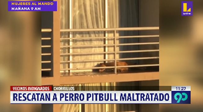 Rescatan a perro que vivía encerrado en un balcón sin agua y sin comida