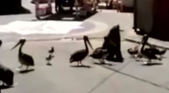 León marino y pelícano son captados en calles de Ilo durante la cuarentena [VIDEO]