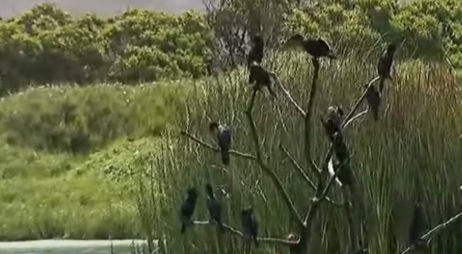 Variedad de aves se congrega en los Pantanos de Villa durante la cuarentena [VIDEO]