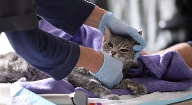 Dos gatos se convierten en las primeras mascotas infectadas con coronavirus en Estados Unidos