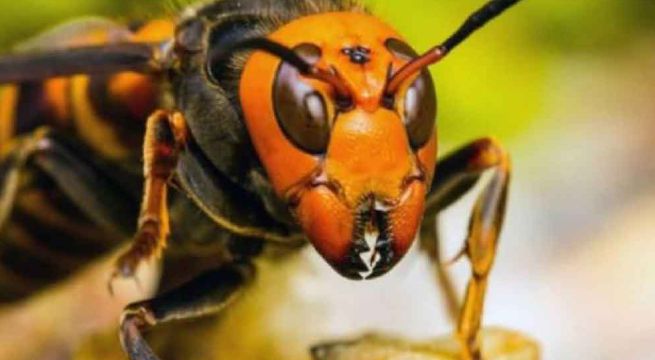 EEUU se prepara para invasión de 'avispones asesinos' en medio de la pandemia [VIDEO]