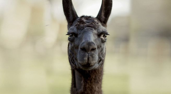 Anticuerpos de las llamas podrían ayudar a combatir el COVID-19