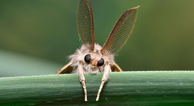 Las ‘polillas gitanas’ se suman a los ‘avispones asesinos’ en la invasión a los Estados Unidos