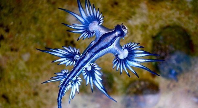 Extraños dragones azules aparecen en las costas de Estados Unidos y atemorizan a la gente