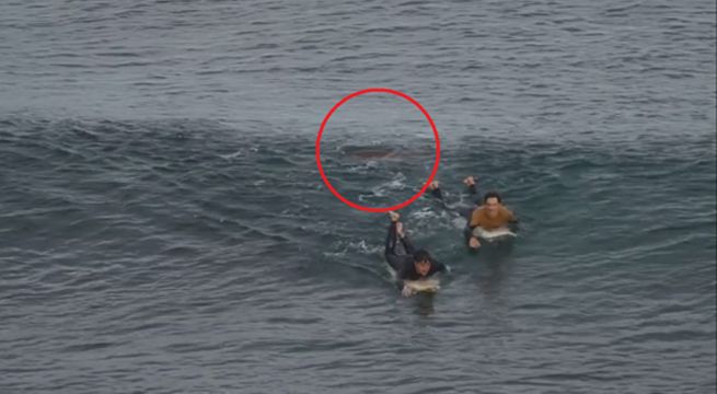Surfista se salva de la muerte tras pelear a golpes con un tiburón [VIDEO]
