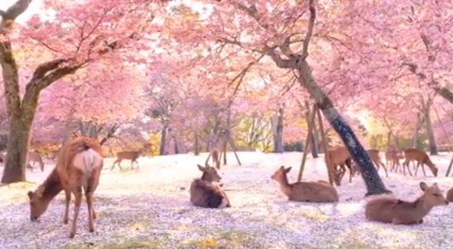 Ciervos disfrutan del Parque de Nara en Japón ante ausencia de turistas