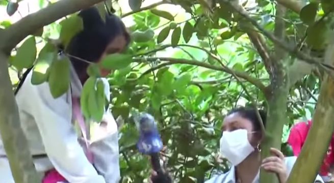 Niña sube a árbol para tener mejor señal de Internet y no perderse clases virtuales