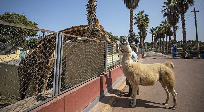 Parque de las Leyendas: animales pasean por dentro y conocen otras especies