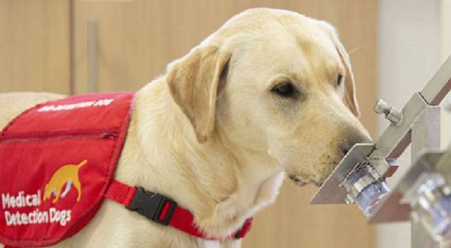 Inician prueba con perros para detectar el Covid-19 [VIDEO]