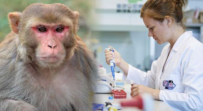 Estudio demuestra que monos infectados con el coronavirus pueden desarrollar inmunidad [VIDEO]