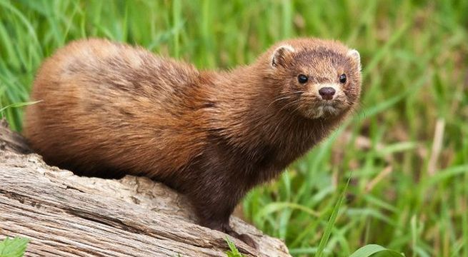 Reportan los primeros casos de transmisión de coronavirus de animales a humanos