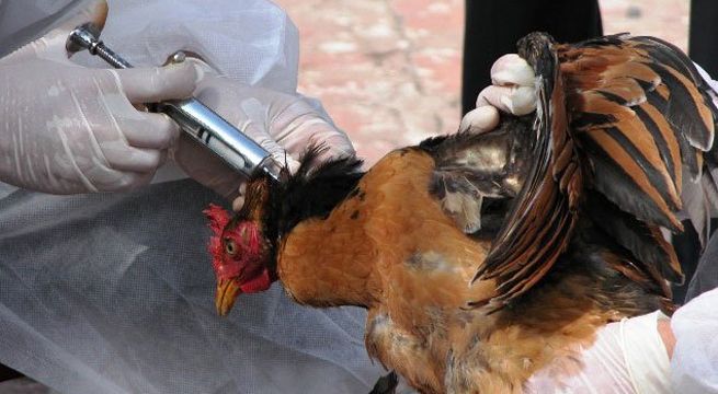 Científicos peruanos hacen pruebas de una vacuna contra el coronavirus en gallinas y alpacas