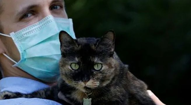 Una gata sobrevive a infección de coronavirus en París