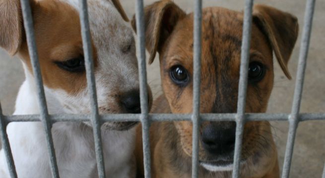 Refugio de animales usa videollamadas para encontrar casa a perros durante pandemia