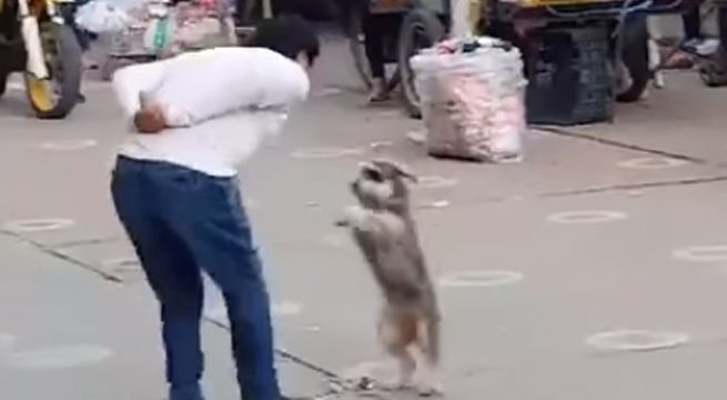 Hombre y su perrito de raza Schnauzer sorprenden bailando huaylas