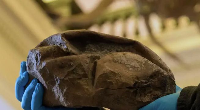 Científicos descubren en Antártida fósil del huevo más grande de era de los dinosaurios