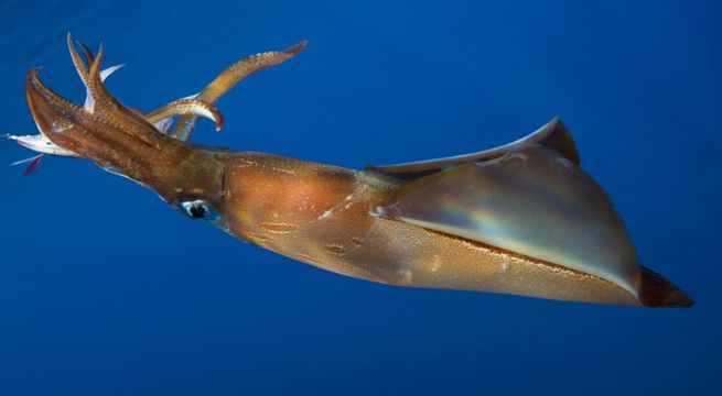 Calamar gigante de 3 metros de largo y 330 kilos aparece en playa y sorprende a los bañistas