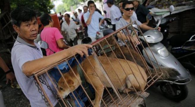 En medio de la pandemia, China inaugura su feria anual de carne de perro