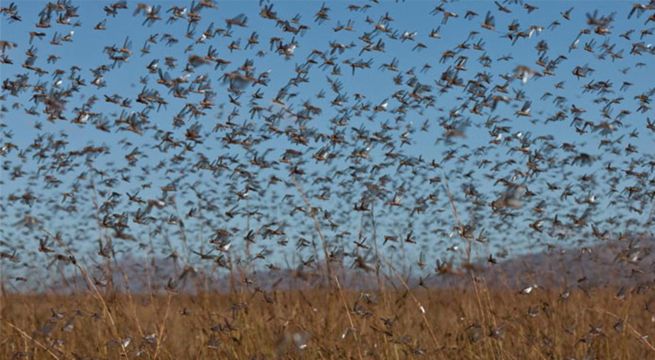 Brasil declara emergencia sanitaria por una invasión de langostas
