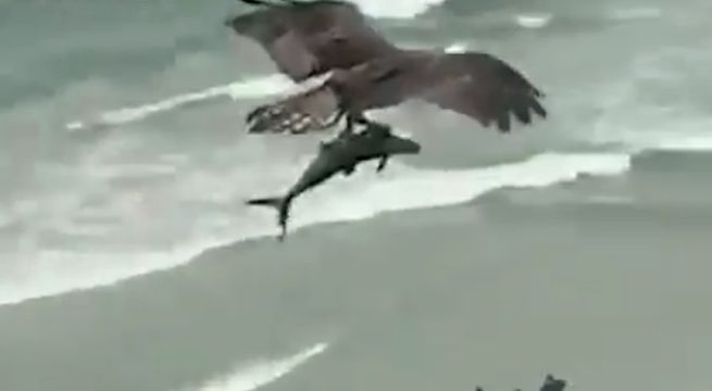 Imágenes muestran a águila tomar con sus garras a un tiburón para llevárselo volando