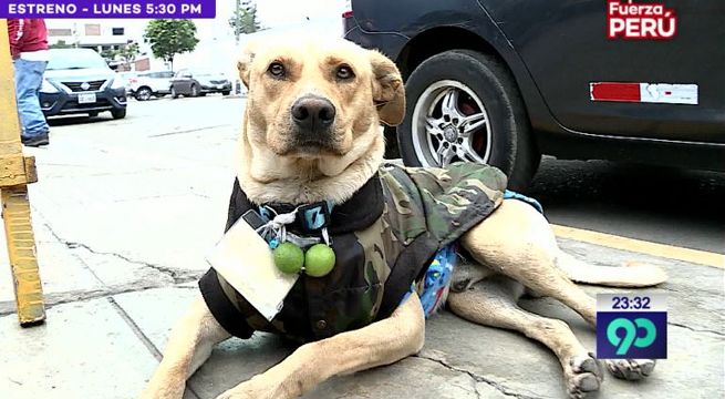 Perrito perdido generó ola de solidaridad [Video]