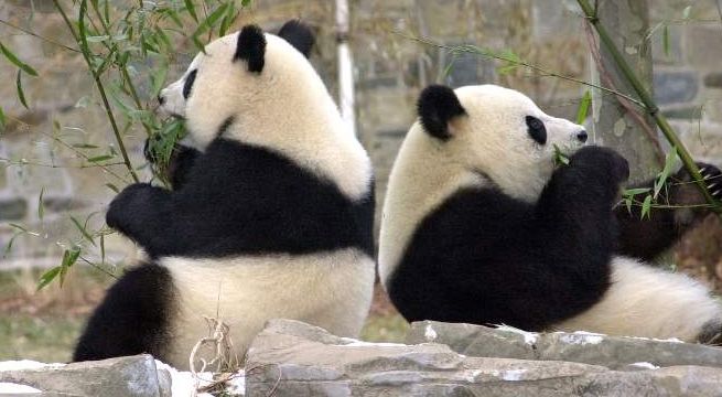 Un panda gigante chino da a luz en zoológico de Corea del Sur
