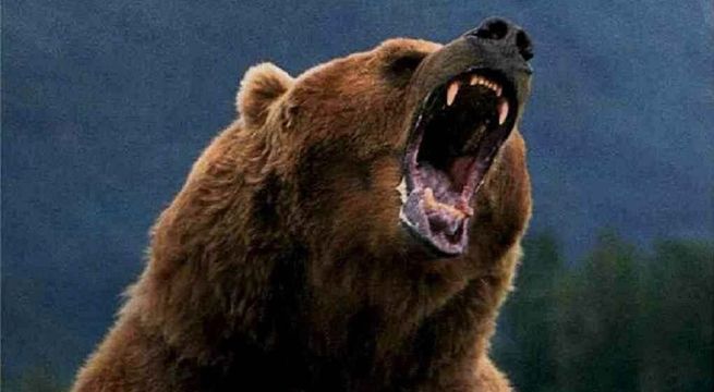 Anciana de 82 años se enfrentó a golpes con un enorme oso y lo hizo correr [VIDEO]