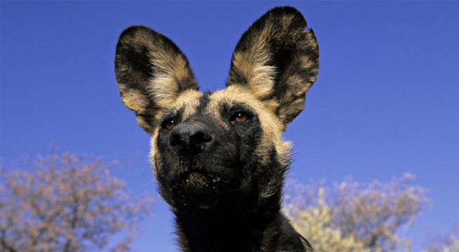 Perro logra escapar de un grupo de leones al hacerse el muerto [VIDEO]