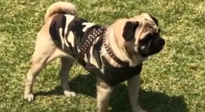 Falsos clientes roban mascota de bodega en San Martín de Porres