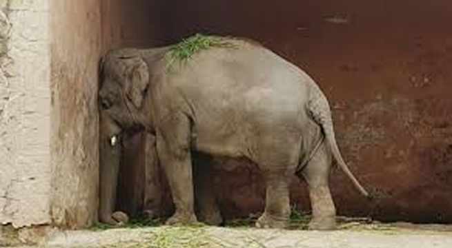 El elefante más triste del mundo será liberado tras 35 años de vivir en un zoológico