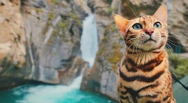 Lo dieron en adopción, escapó de su nueva casa y viajó 64 kilómetros para volver con su familia