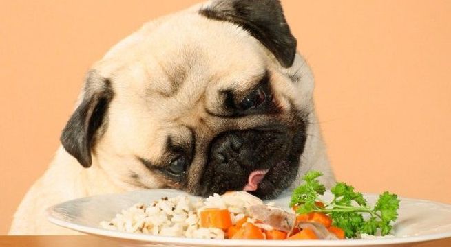 Especialistas indican que estos son los alimentos más peligrosos para la salud de los perros