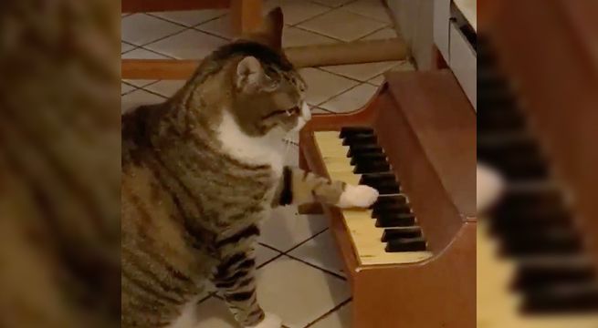 Gato aprendió a tocar el piano para exigirle comida a sus dueños