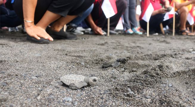 Miles de tortugas bebé entran por primera vez al mar en medio de la pandemia