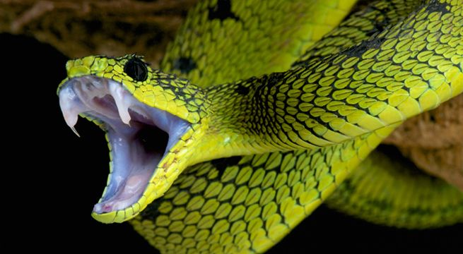 Encuentran una extraña serpiente de dos cabezas sumamente venenosa la India [VIDEO]
