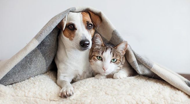 ¿Los perros y los gatos se odian?: Esta es la verdad