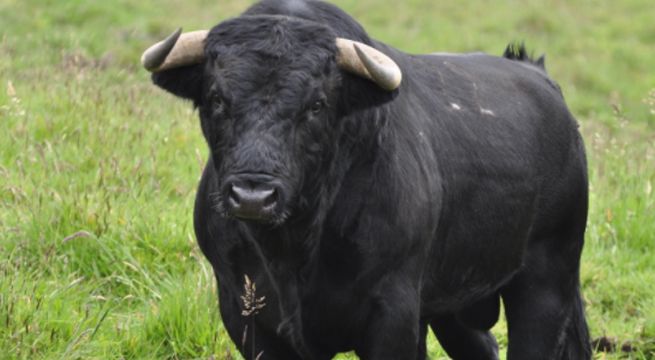 Niño defiende a golpes a su hermano menor del ataque de un toro