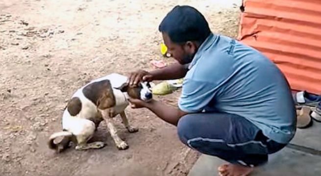Rescatistas salvan a perrita cubierta de alquitrán