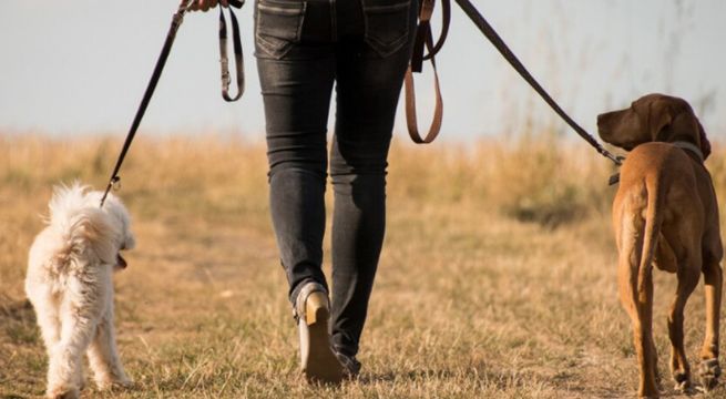 Nueva regla para paseos de perros en Alemania deja con dudas a dueños de mascotas