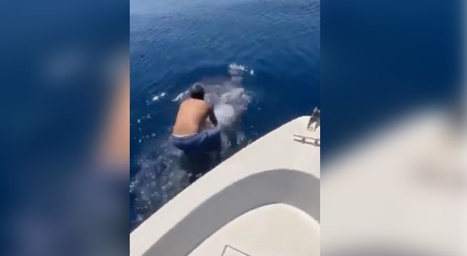Hombre montó a tiburón ballena con la destreza de un jinete