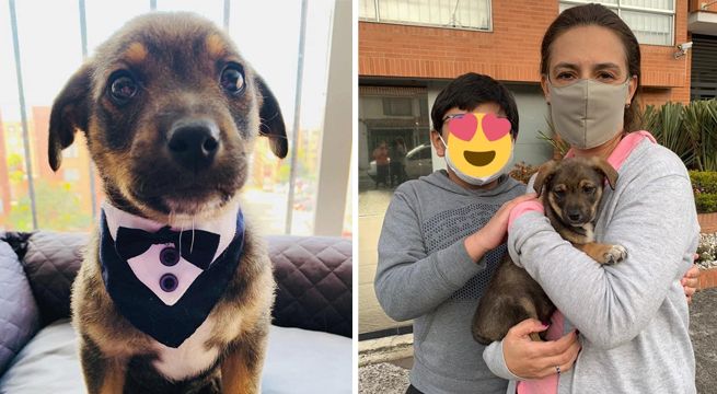Adoptaron a un perrito, nunca llegaron a recogerlo y este se hizo viral