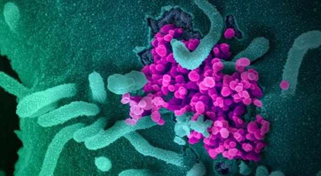 Estudio sugiere que el dengue podría brindar cierta inmunidad contra el Covid-19