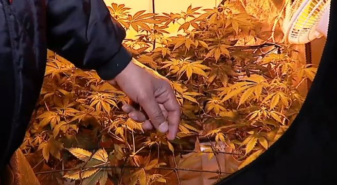 Puente Piedra: policías intervienen fiesta y hallan plantones de marihuana