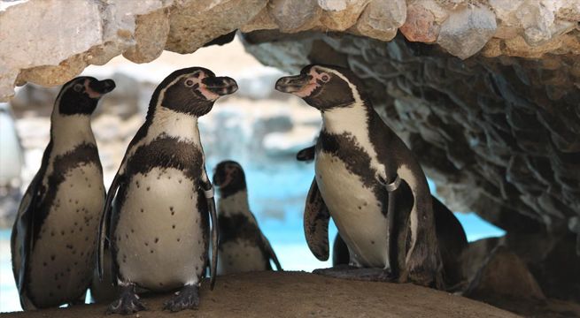 Parque de las Leyendas celebra la primavera con nacimiento de bellos animales
