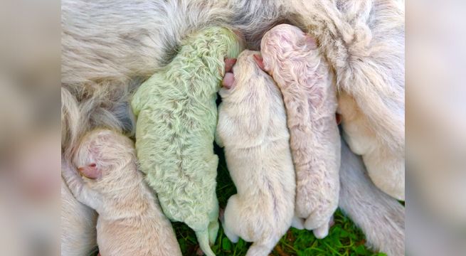 Perrito de pelaje verde nace en Italia y sorprende al mundo
