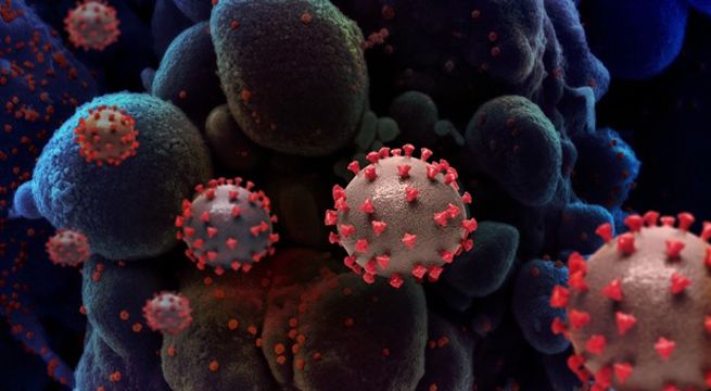 Estudio asegura que la inmunidad al coronavirus puede durar seis meses tras curarse del Covid-19