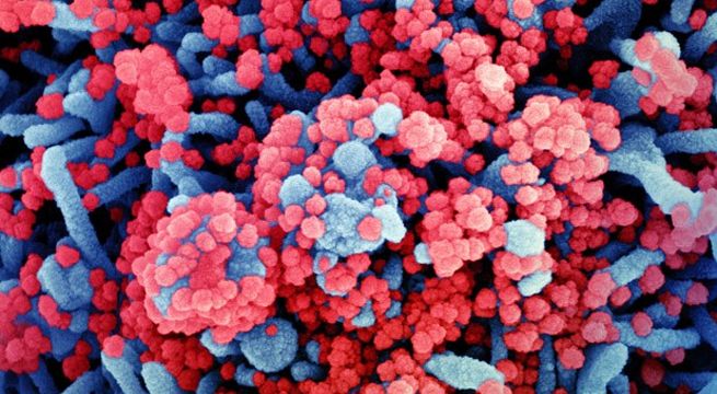 Estudio revela importantes datos acerca del Covid-19