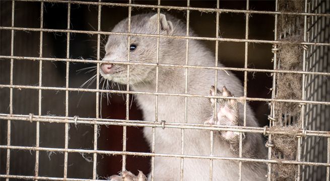 Dinamarca cierra regiones tras hallazgo de mutación coronavirus en visones