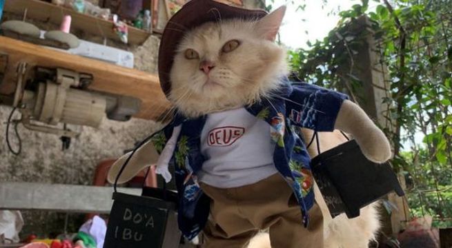 Indonesios visten a sus gatos a la moda